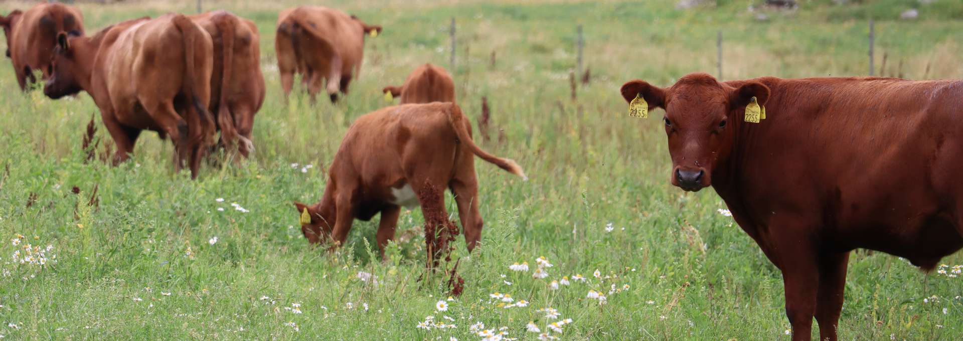 Kor av rasen rödkullor står på en äng. En ko tittar in i kameran