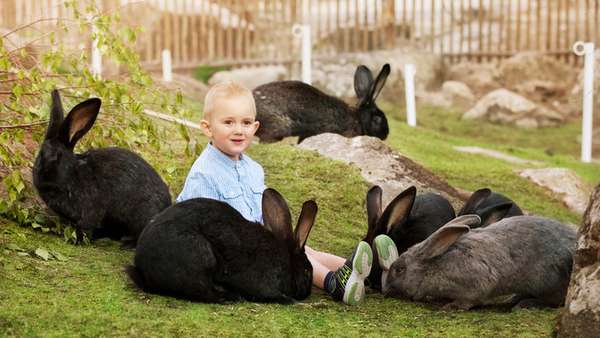 Liten pojke sitter bredvid svarta kaniner.