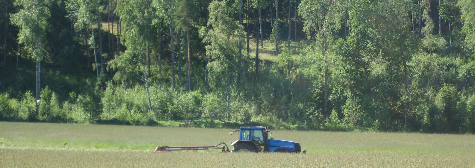 Ett fält där en blå traktor skördar. Skog i bakgrunden. 