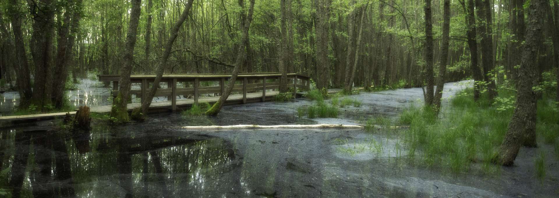 träbro över vattenspegel i grönskande lövskog