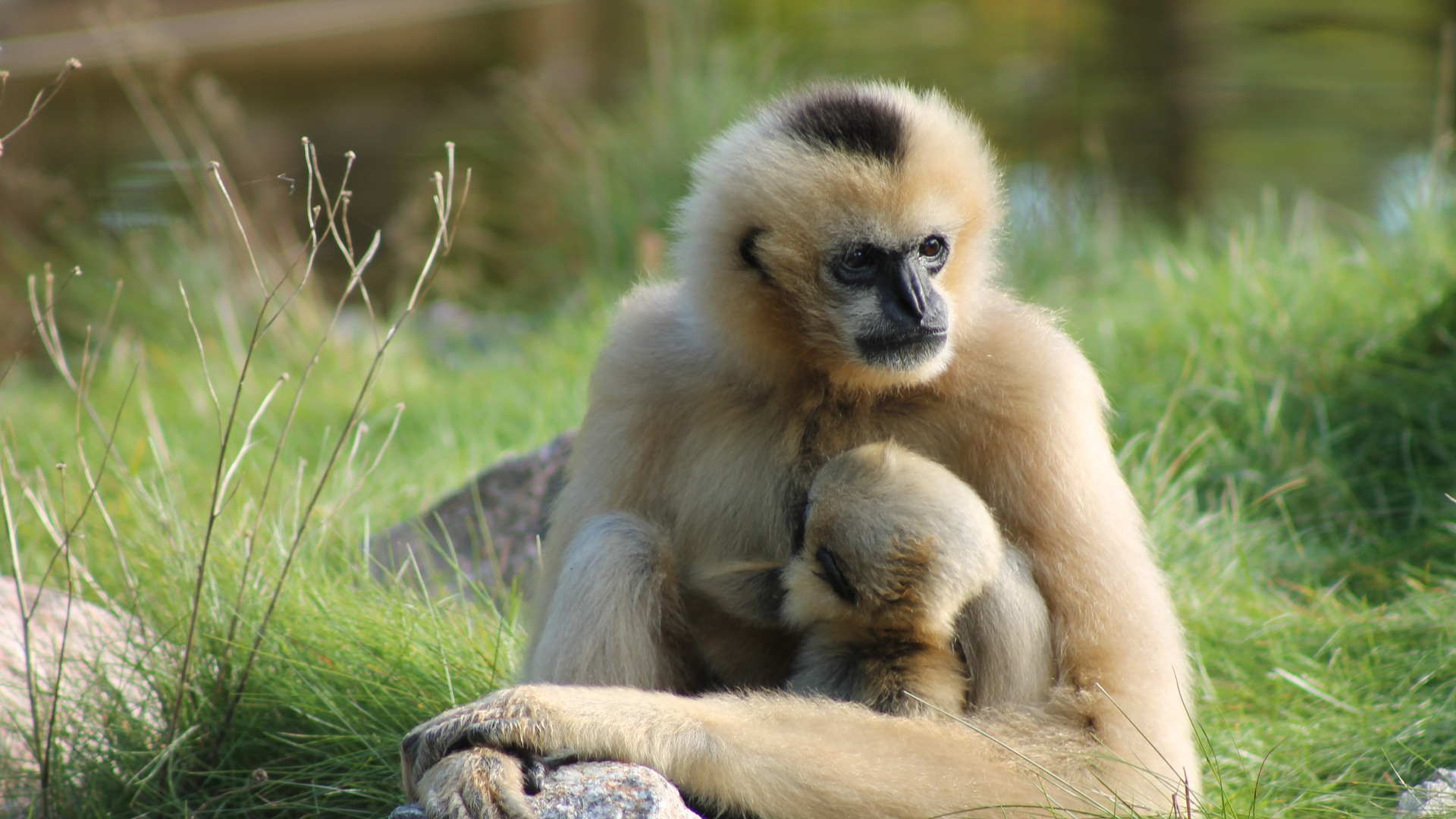 En vitkindad Gibbon som har en diande unge i famnen.