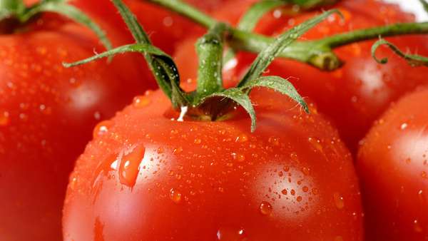 Närbild på mogna tomater.