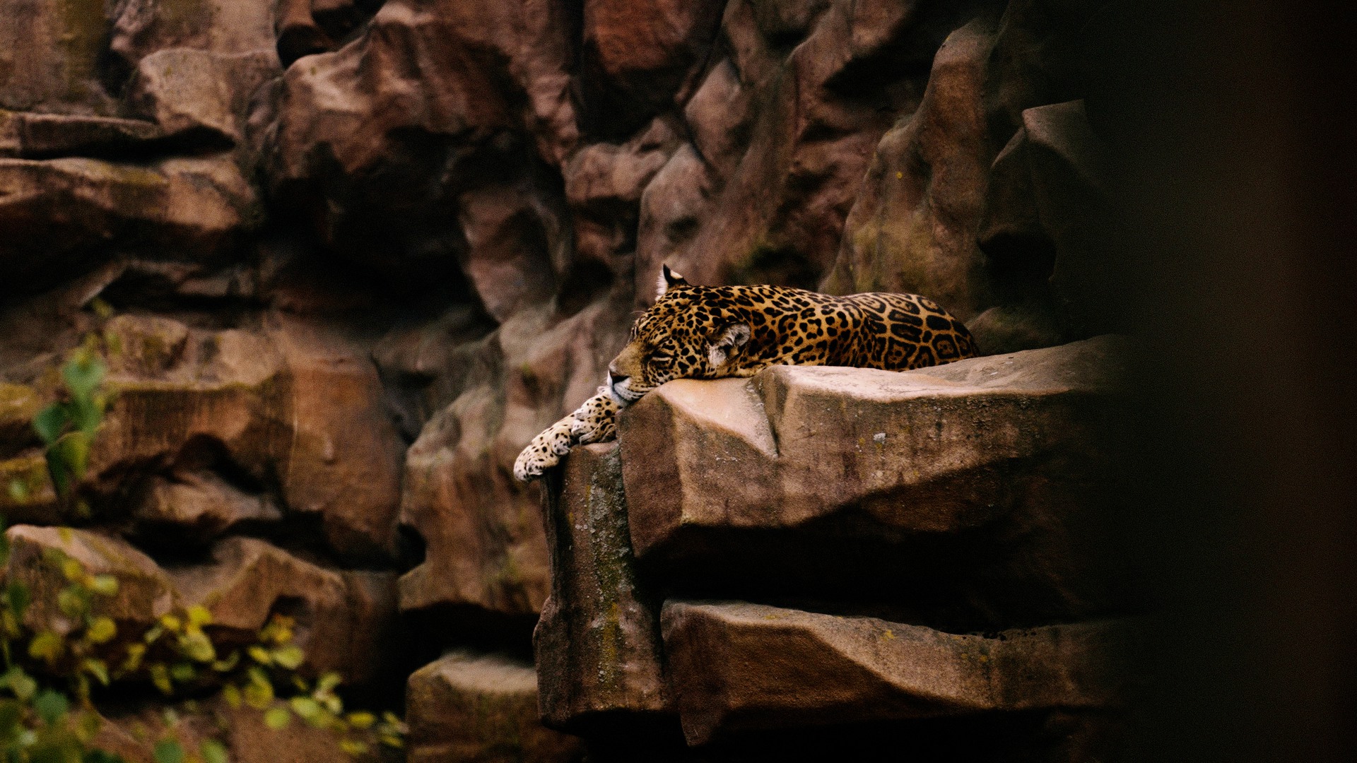 Leopard som vilar på en klippa