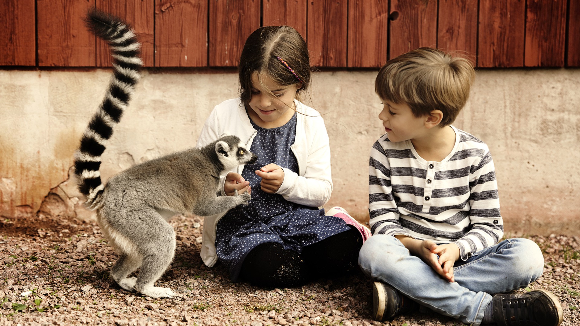 En flicka och en pojke klappar en lemur